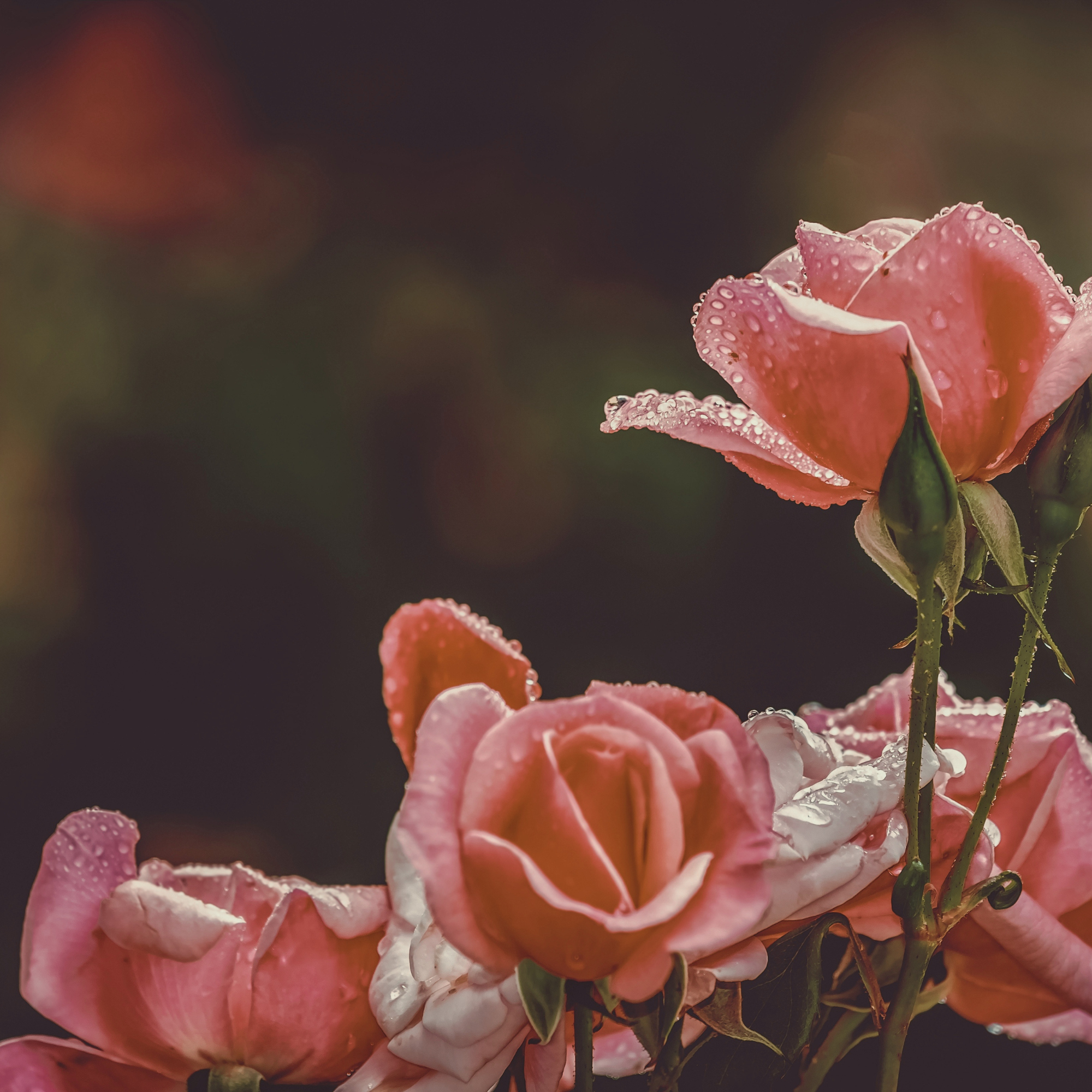 Rosas